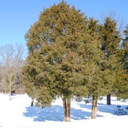 Location: French Creek State Park in southeast Pennsylvania
Date: 2009-12-24
a few trees in winter