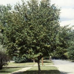 Location: Batavia, Illinois
Date: summer in 1980's
maturing street tree
