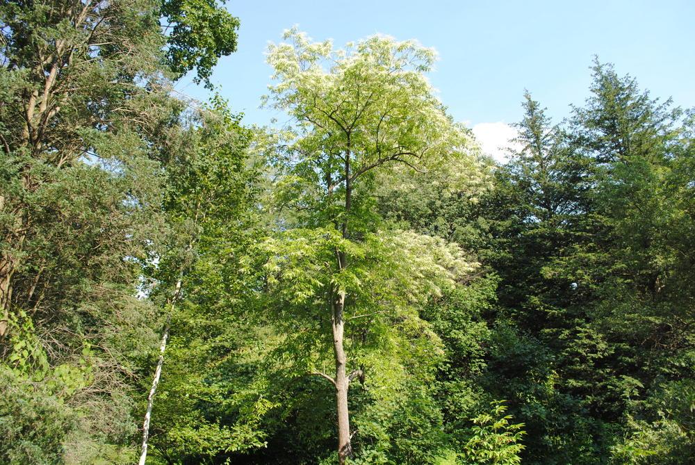 Photo of Sourwood (Oxydendrum arboreum) uploaded by ILPARW