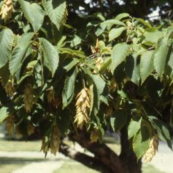 Location: Batavia, Illinois
Date: summer in 1980's
sac-like samara fruit