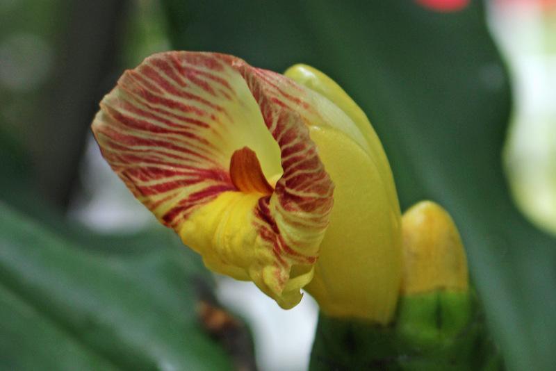 Photo of Spiral Ginger (Costus pictus) uploaded by RuuddeBlock