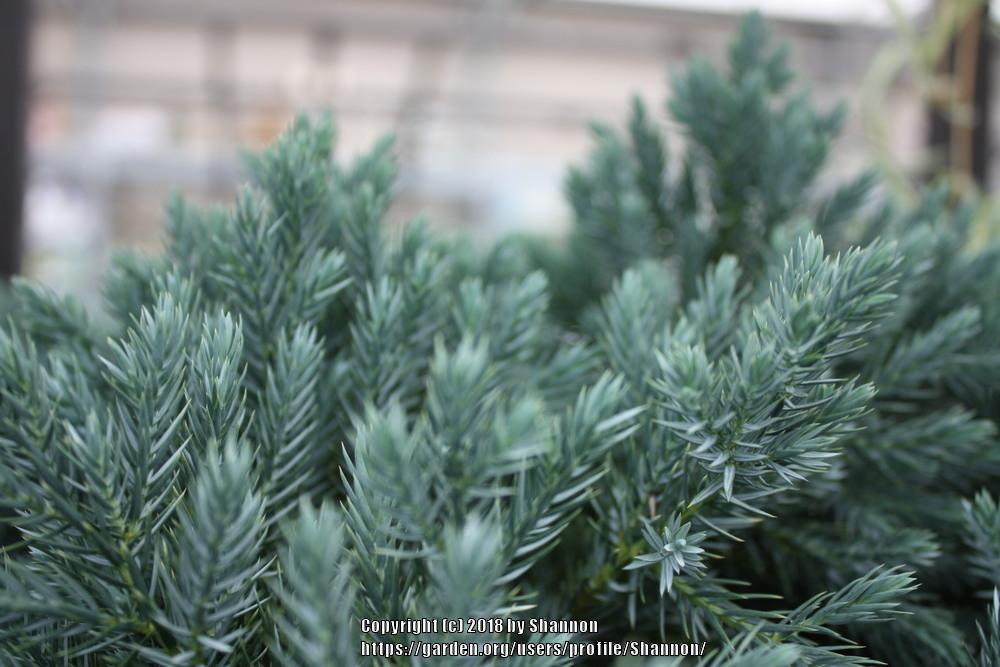 Photo of Flaky Juniper (Juniperus squamata 'Blue Star') uploaded by Shannon