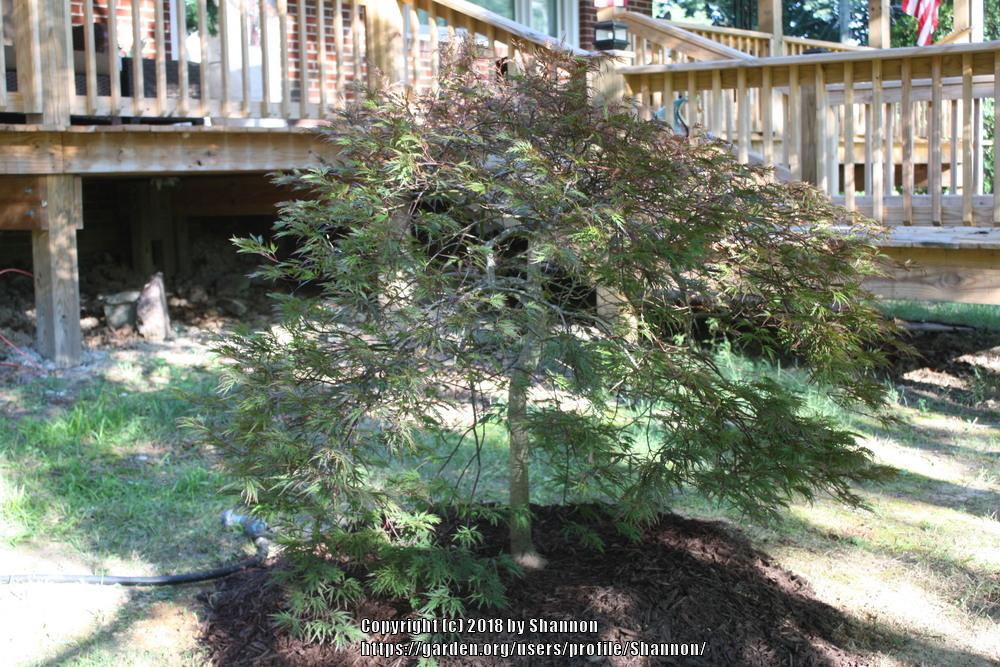 Photo of Japanese Maple (Acer palmatum var. amoenum 'Bloodgood') uploaded by Shannon