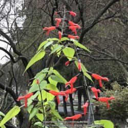 Location: Hamilton Square Garden, Historic City Cemetery, Sacramento CA.
Date: 2018-01-17
One of our winter blooming Salvia's, 'Tequila' was to tall but to