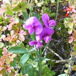 Location: Riverview, Robson, B.C. 
Date: 2007-10-06
Perennial Sweet Pea amongst the Barberry bush.