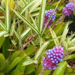 Location: Kula Botanical Garden, Maui  
Date: 2015-05-17
A striking colour combination.