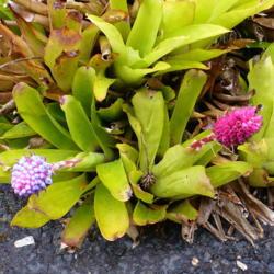 Location: Kula Botanical Garden, Maui  
Date: 2015-05-17
A well worn plant can still produce beauty.