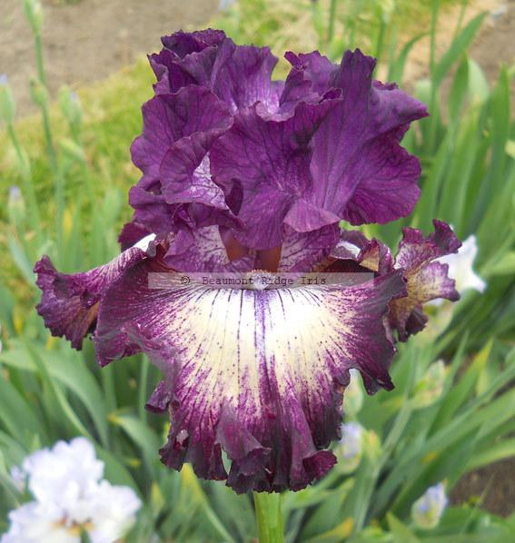 Photo of Tall Bearded Iris (Iris 'First Pick') uploaded by TBMan