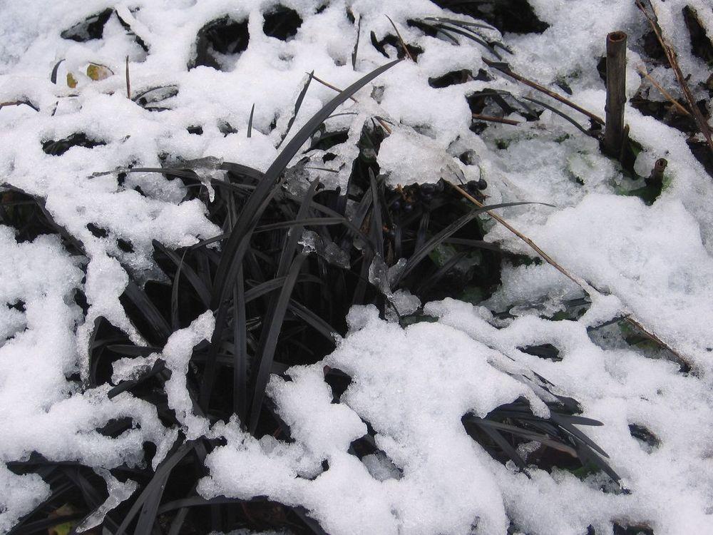 Photo of Black Mondo Grass (Ophiopogon planiscapus 'Kokuryu') uploaded by Yorkshirelass