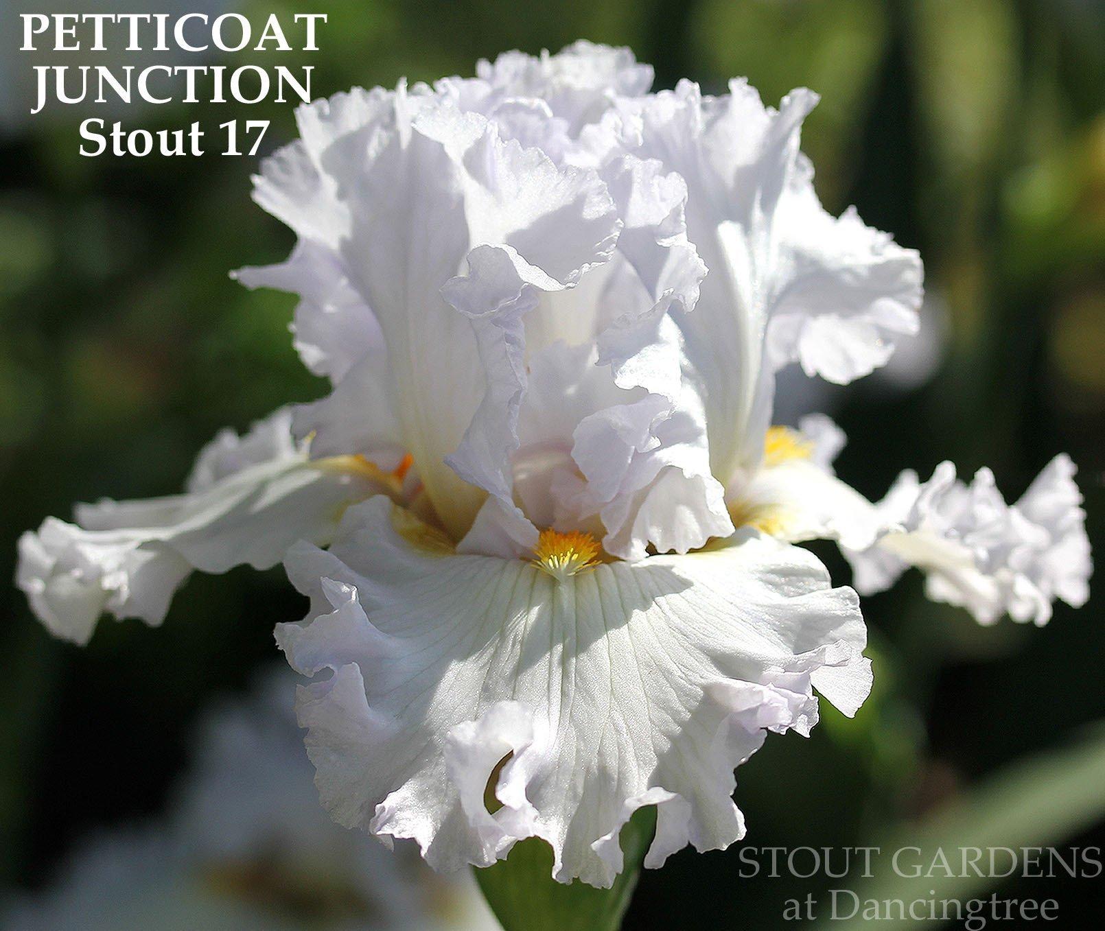 Photo of Tall Bearded Iris (Iris 'Petticoat Junction') uploaded by Calif_Sue