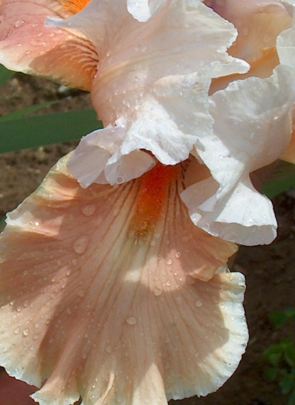 Photo of Tall Bearded Iris (Iris 'Magharee') uploaded by HemNorth