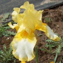 Location: Shoreacres, B.C. 
Date: 2005-06-12
 - This Iris is a mellow yellow with great shoulders.