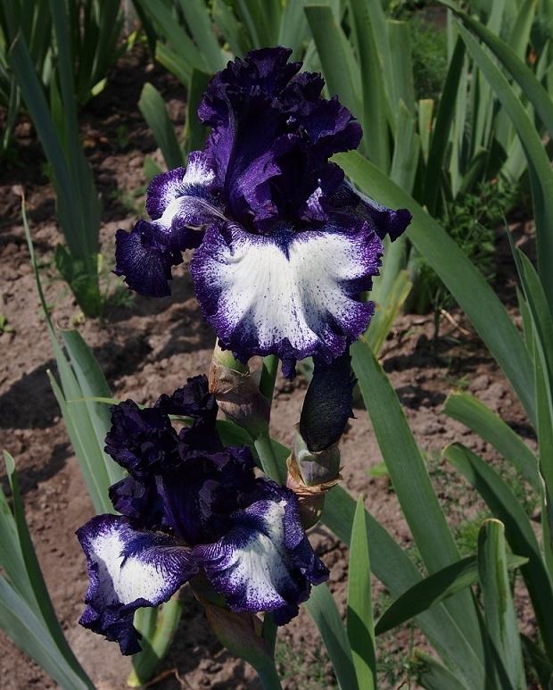 Photo of Tall Bearded Iris (Iris 'Grapetizer') uploaded by IaninaUkr