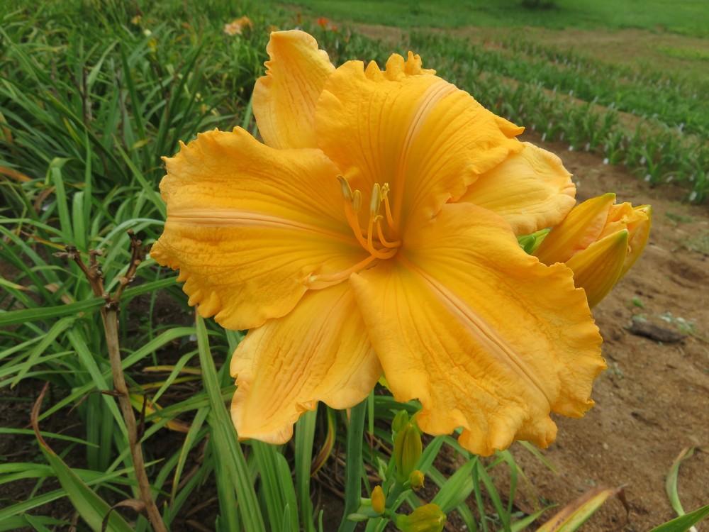 Photo of Daylily (Hemerocallis 'Orange Velvet') uploaded by IndianCreekDaylilies