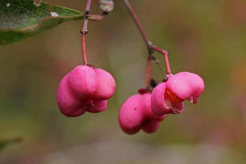 Photo of Maack's Spindletree (Euonymus maackii) uploaded by RuuddeBlock