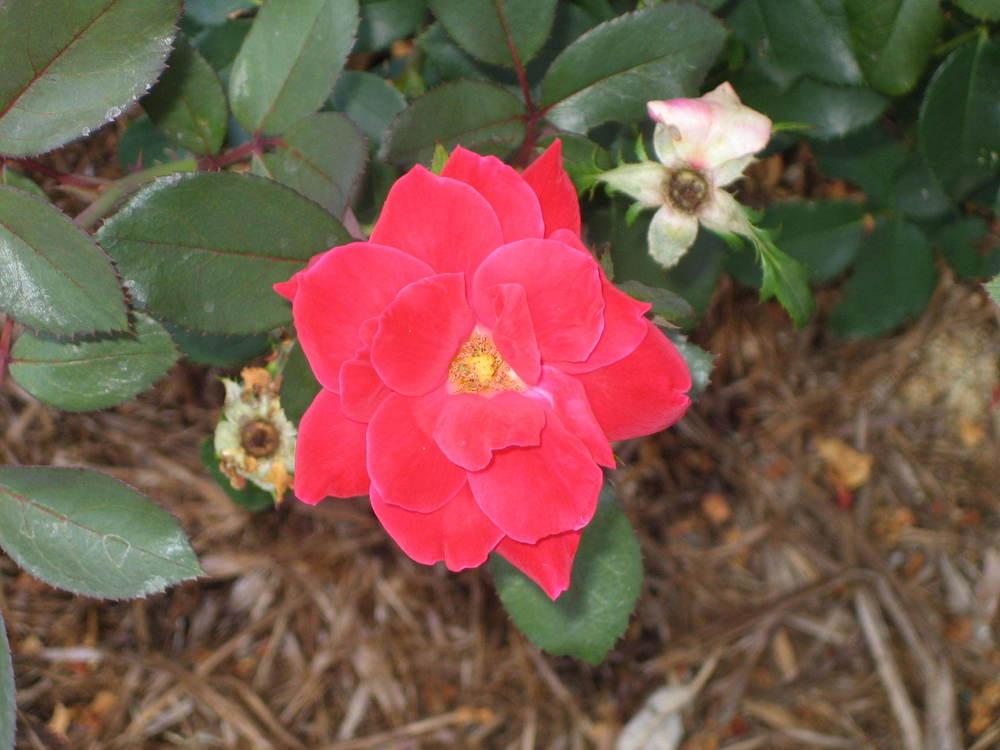 Photo of Roses (Rosa) uploaded by perryhoffman