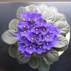 Location: Louisville,, KY
Date: 2008-09-27
My Mothers African Violet. Probably 10 years old.