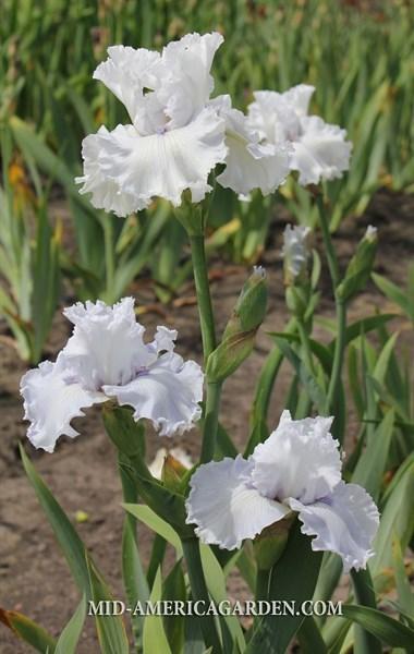 Photo of Tall Bearded Iris (Iris 'All Things Considered') uploaded by Calif_Sue