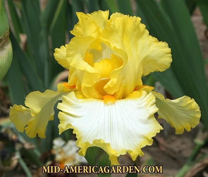 Photo of Tall Bearded Iris (Iris 'Around the Sun') uploaded by Calif_Sue