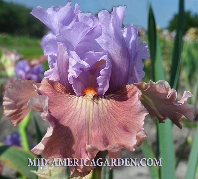 Photo of Tall Bearded Iris (Iris 'Adoranova') uploaded by Calif_Sue