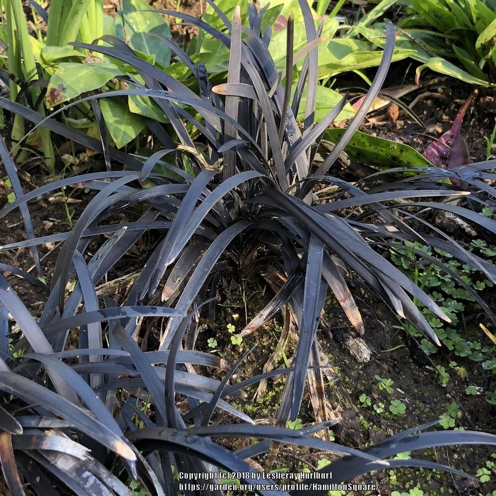 Photo of Black Mondo Grass (Ophiopogon planiscapus 'Kokuryu') uploaded by HamiltonSquare