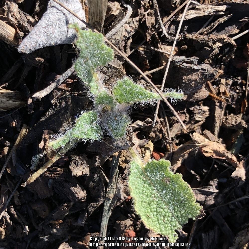Photo of Salvia (Salvia indica) uploaded by HamiltonSquare