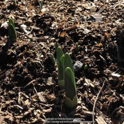 Location: Hamilton Square Garden, Historic City Cemetery, Sacramento CA.
Date: 2018-01-19
First year in the garden for this Daffodil.