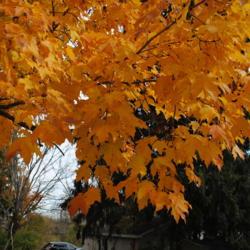 Location: Downingtown, Pennsylvania
Date: 2015-10-29
autumn leaves