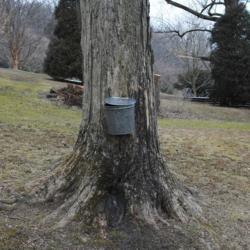 Location: Tyler Arboretum in southeast PA near Media
Date: 2012-02-15
bucket for sap collection for pancake day