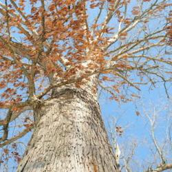 Location: Marsh Creek Lake Park in southeast PA
Date: 2018-01-18
looking up a large trunk