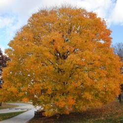 Location: Valley Forge Park near Norristown, PA
Date: 2014-11-07
mature tree in fall color