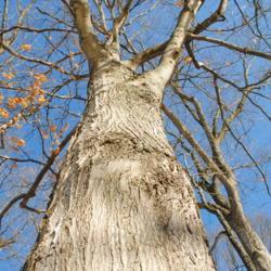 Location: Marsh Creek Lake Park in southeast PA
Date: 2018-01-18
looking up a trunk