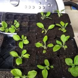 Location: Coastal San Diego County 
Date: 2018-01-19
Almost finished potting up my foxgloves. Some of the foxgloves in