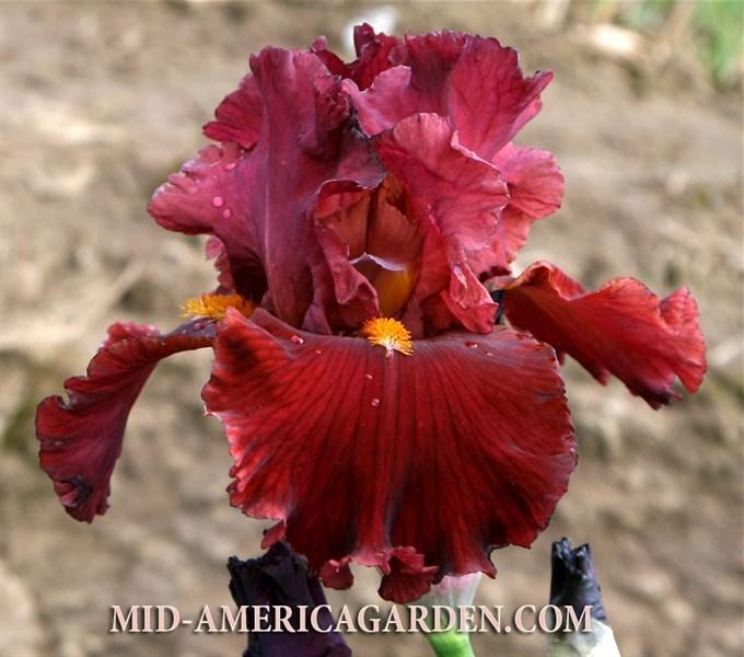 Photo of Tall Bearded Iris (Iris 'Hottie') uploaded by Calif_Sue