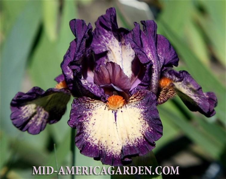 Photo of Standard Dwarf Bearded Iris (Iris 'Inclination') uploaded by Calif_Sue