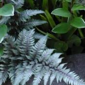 The Pewter colour is set off by the Variegated Solomon's Seal.