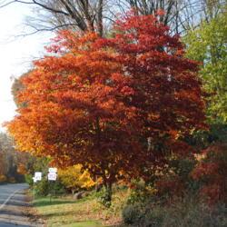 Location: Lima, Pennsylvania
Date: 2012-10-24
maturing tree in fall color