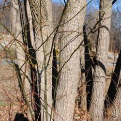 Location: Downingtown, Pennsylvania
Date: 2010-01-14
multi-trunks and bark