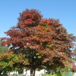 Location: Downingtown, Pennsylvania
Date: 2008-10-15
maturing tree in yard in fall color