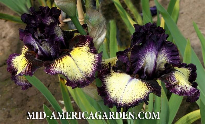 Photo of Tall Bearded Iris (Iris 'Oh Dear') uploaded by Calif_Sue