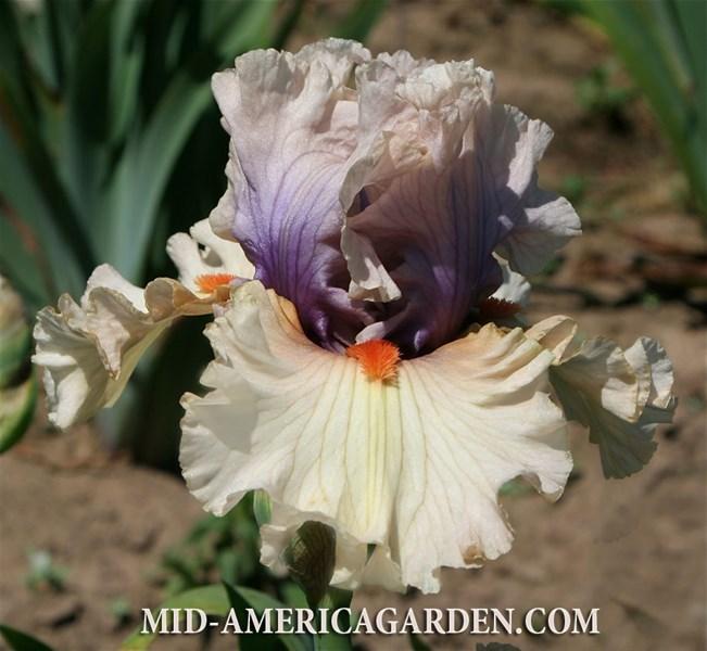 Photo of Tall Bearded Iris (Iris 'Make My Heart Sing') uploaded by Calif_Sue