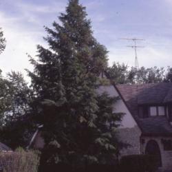 Location: Aurora, Illinois
Date: fall in 1980's
full-grown tree in yard