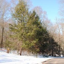 Location: French Creek State Park in southeast Pennsylvania
Date: 2009-12-24
line of trees in winter