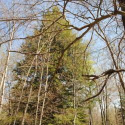Location: Thomas Darling Preserve near Blakeslee, PA
Date: 2016-05-20
full-grown wild tree