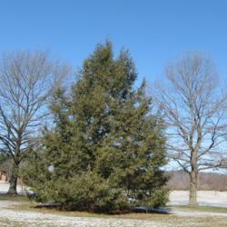 Location: Downingtown, Pennsylvania
Date: 2007-02-03
tree planted in park