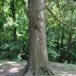 Location: Audubon estate near Norristown, PA
Date: 2016-06-30
mature trunk