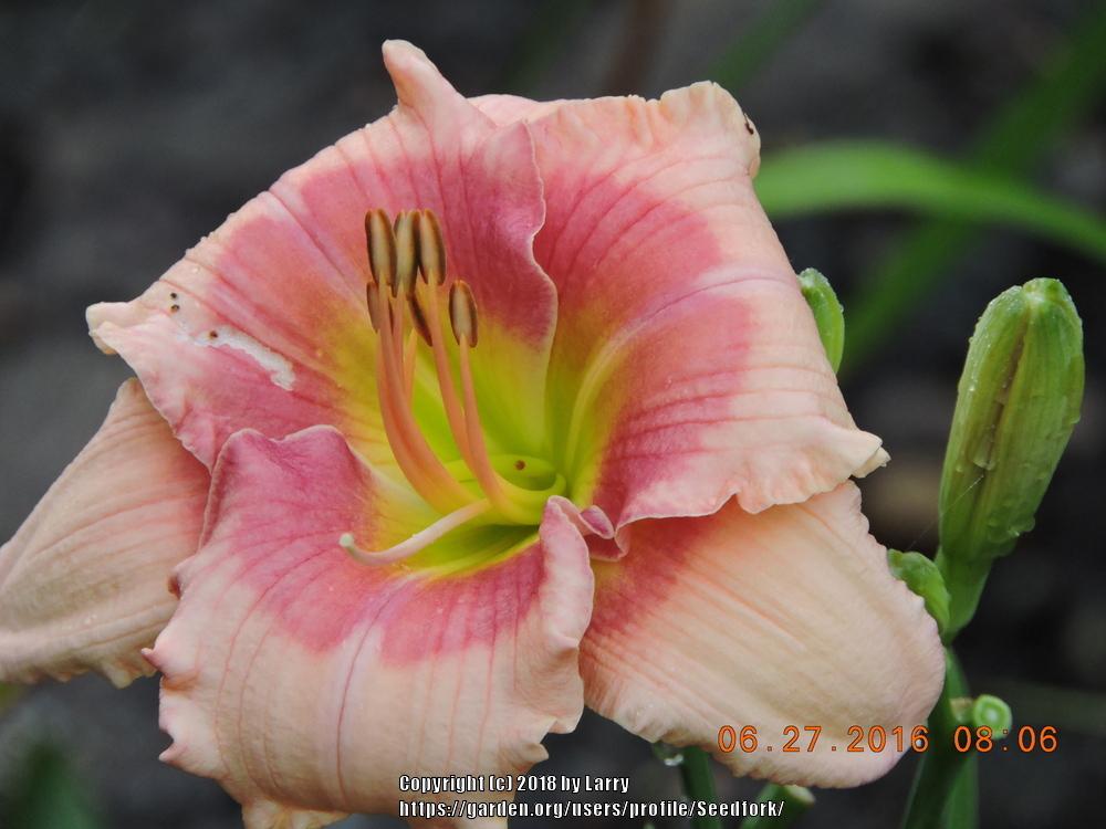Photo of Daylily (Hemerocallis 'Janice Brown') uploaded by Seedfork