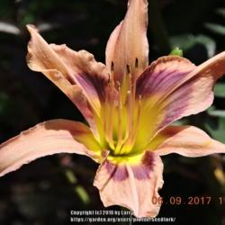 Location: Enterprise, Al. 36330
Date: 2017-06-09
Heavenly Island Magic first bloom ever