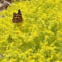 Location: Lake Macquarie, N.S.W., Australia
Date: 2013-10-27
with Australian Painted Lady butterfly