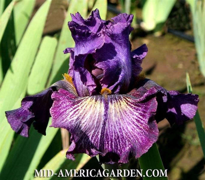 Photo of Tall Bearded Iris (Iris 'Plum Frost') uploaded by Calif_Sue